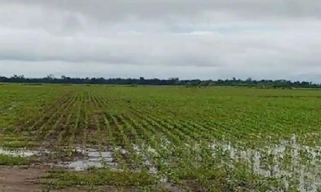 Esperan lluvias para la próxima semana; agricultores del norte del estado