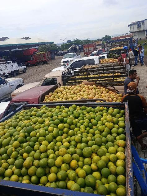 Citrícolas de Tamaulipas llaman a la unidad.